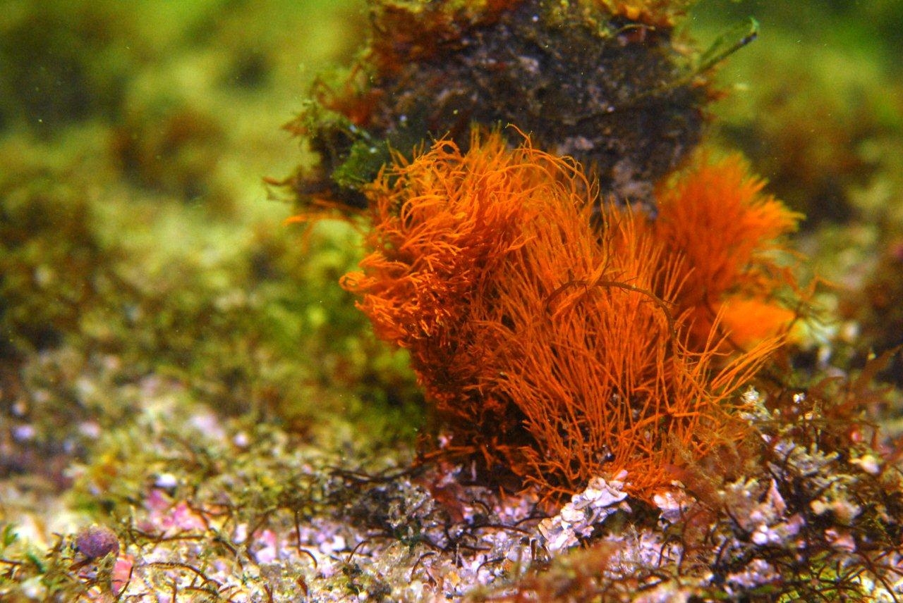 Представитель Семейства Nizymeniaceae